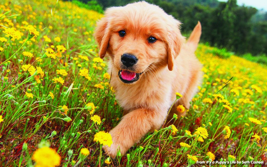 golden-puppy-life-national-geographic-ftr-1.jpg